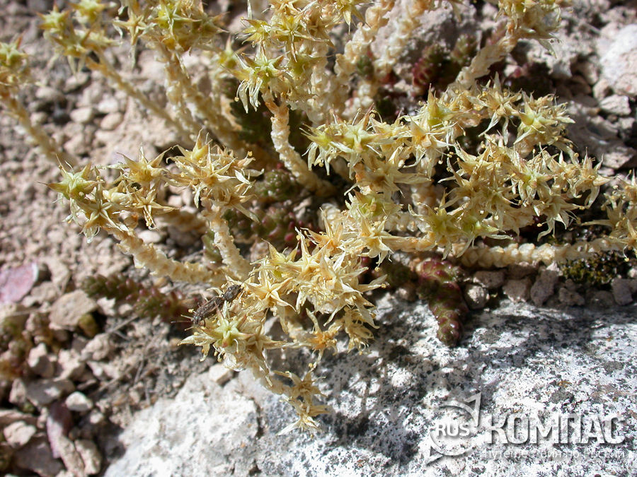 ����� �� ������ �����