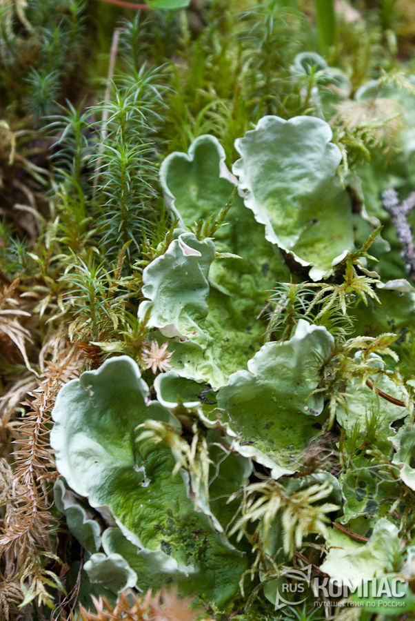 ��� � ��������