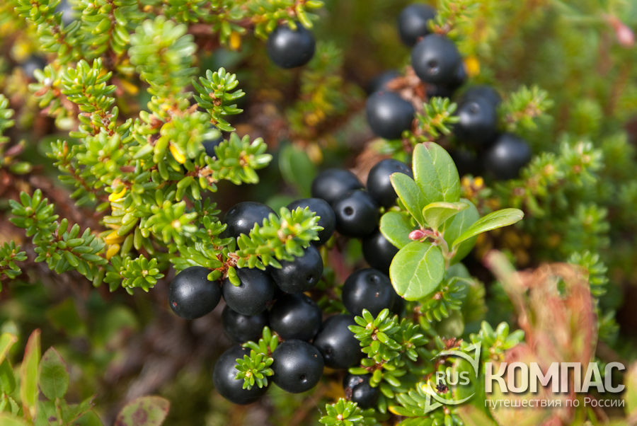 �������� (��������)