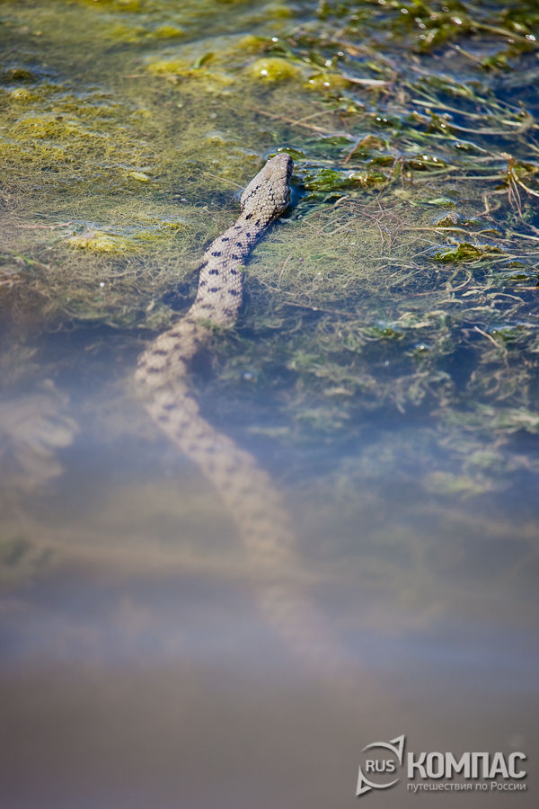 ������� ��