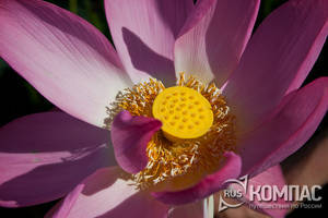 ���������. ��������� ����