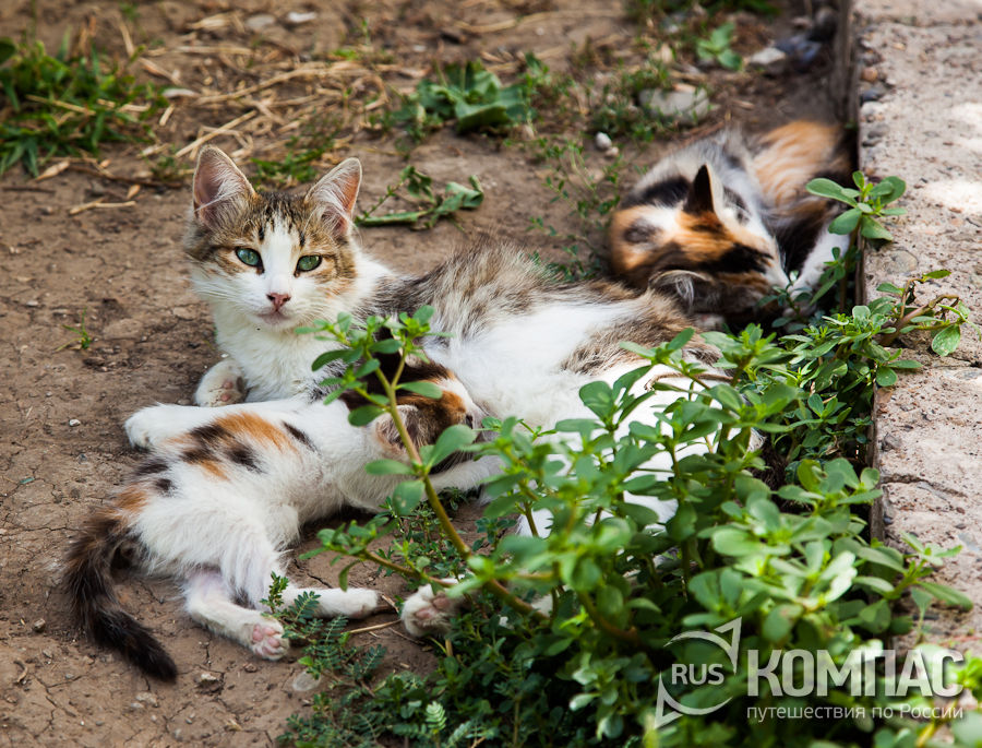 ����������� �����