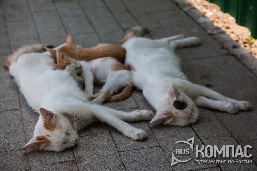 �� ���������� �����