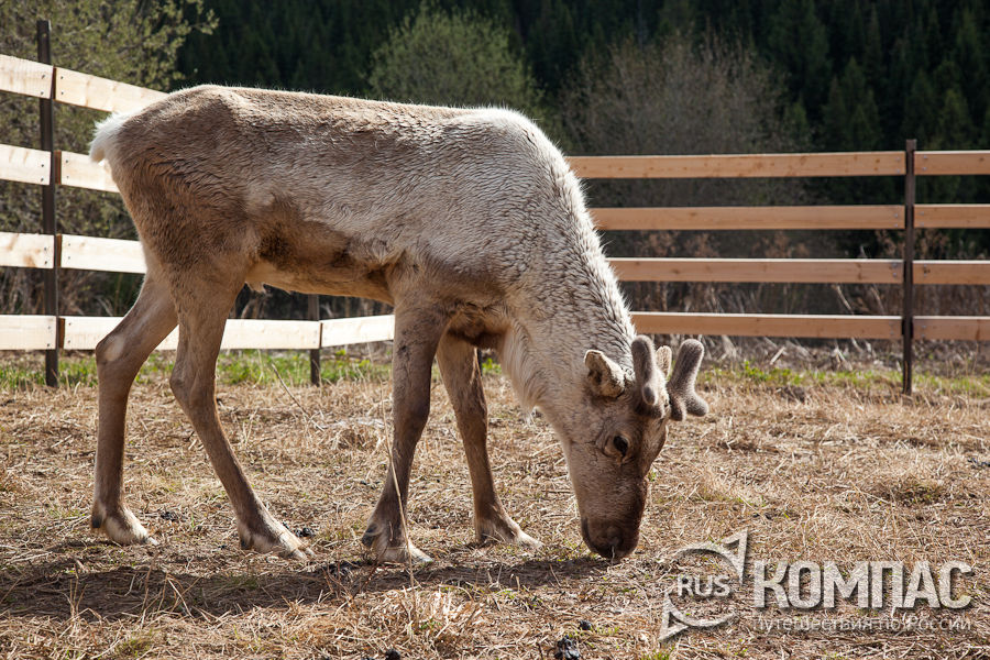 �������� ������, � �������