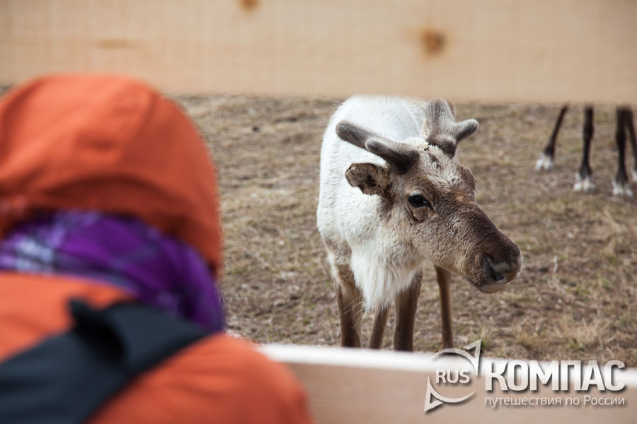 ��� ��� ��  ����� �������� �����...