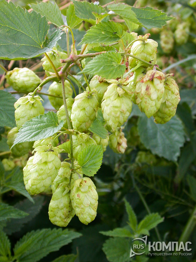 ����� �����