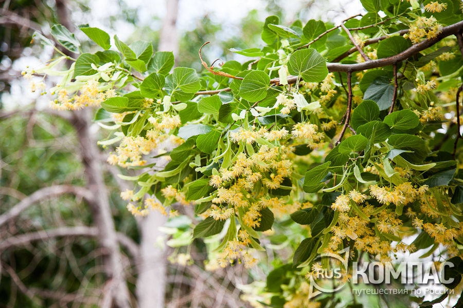 ������ �������� ����