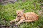 Самарский рыжий кот