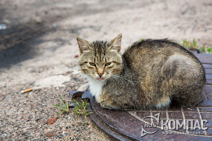 ���� ���������� ����