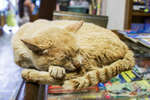 Кот в книжном магазине, учится студенческим способом
