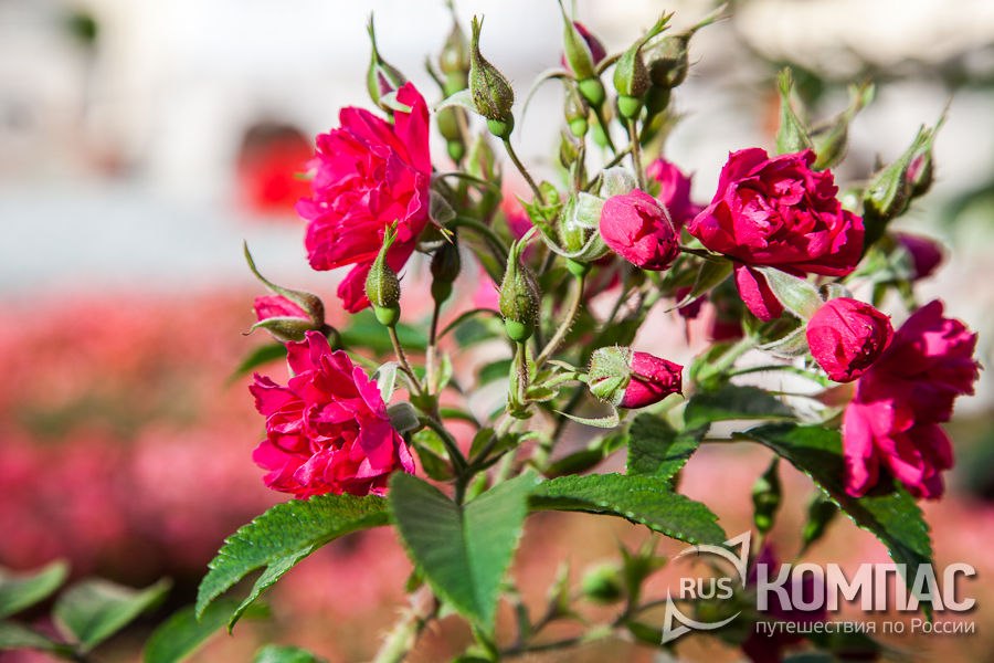 ������� ���� � ���� ��� ������