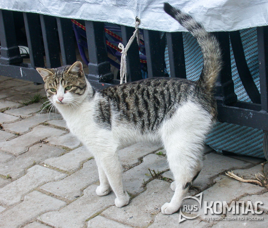 Костромской кот, на набережной