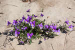 Фиалка приморская (литоральная (Viola maritima (littoralis)