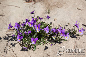   ( (Viola maritima (littoralis)