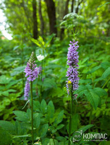 ���� � ��������