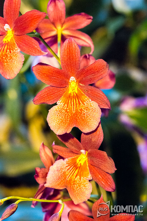 ����������