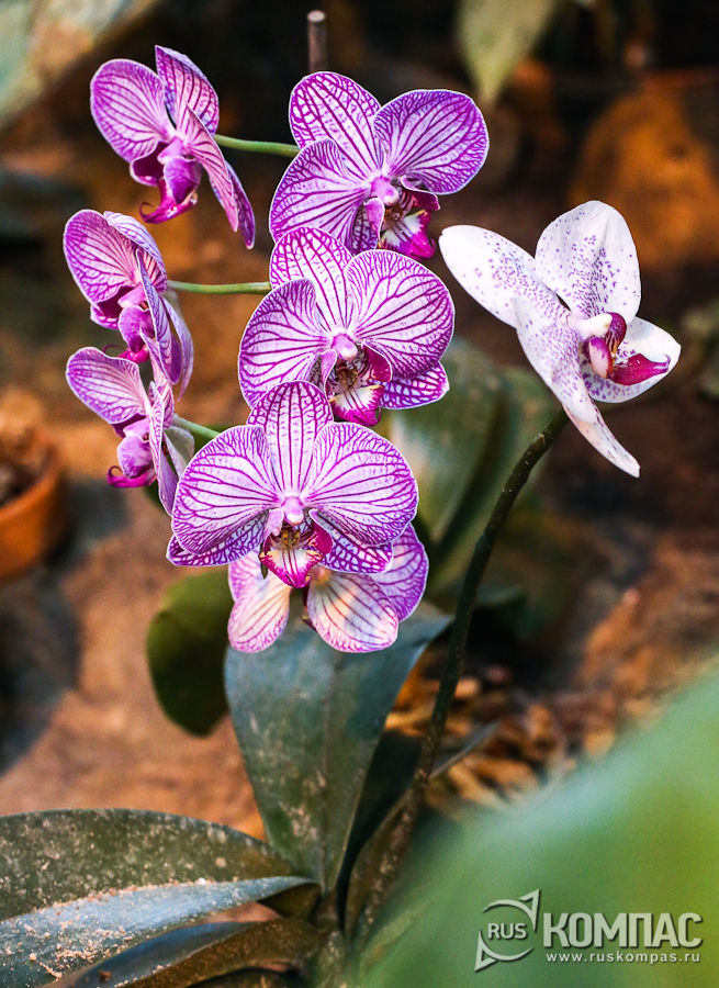 ������� ����������