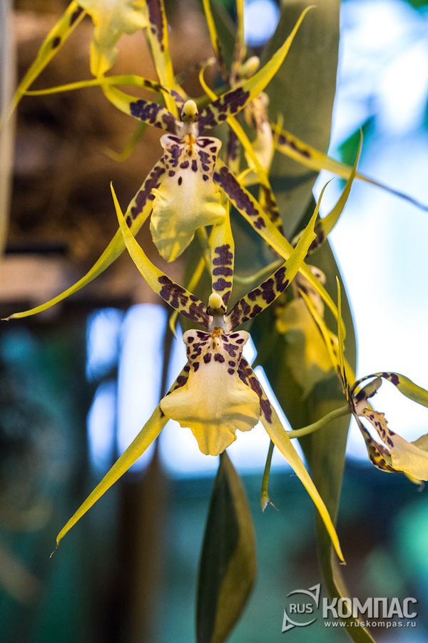 ������� ���� Brassia