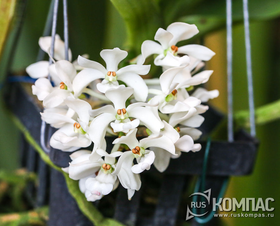 ������� ����������� �������� (Rhynchostylis gigantea) 