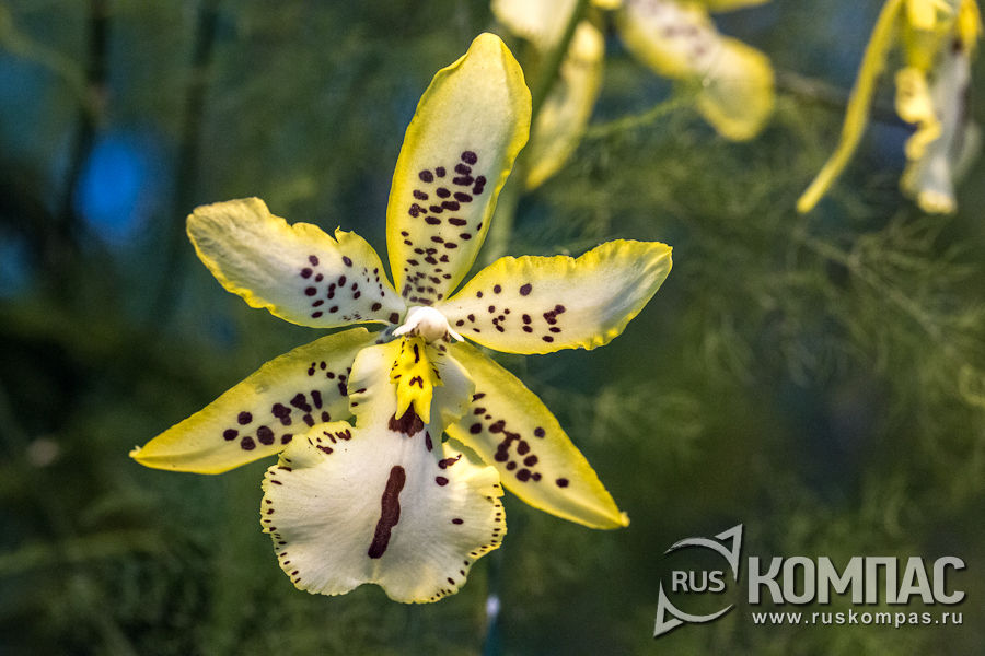 �����������