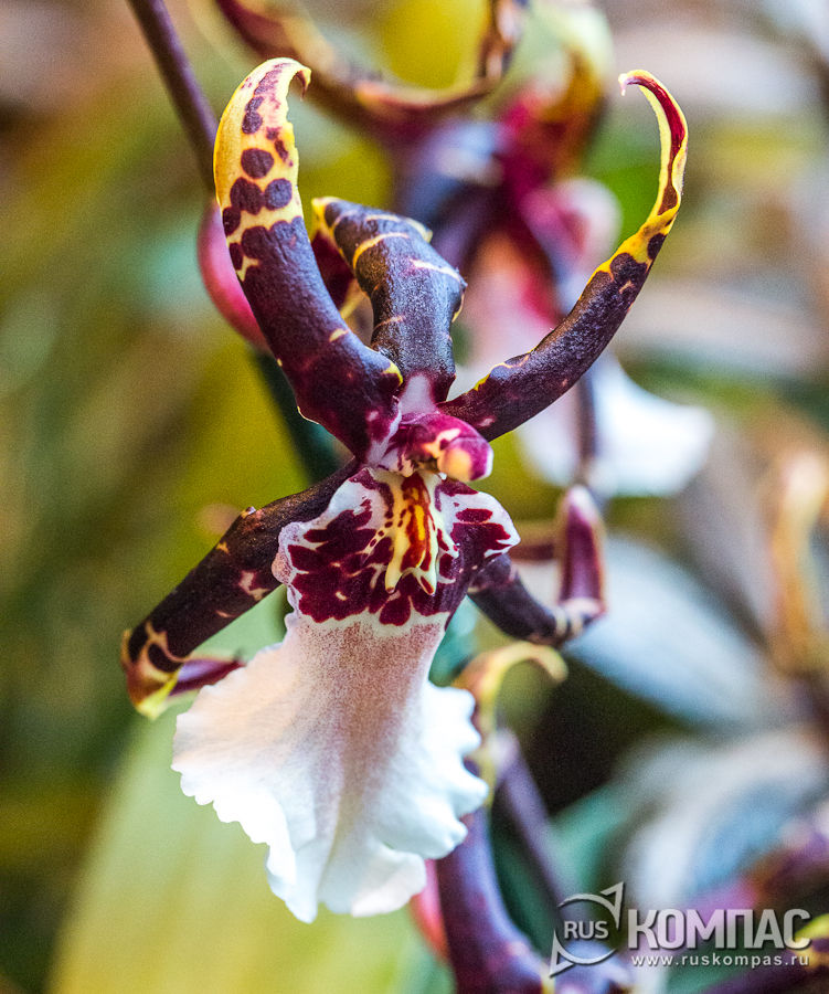 ����������