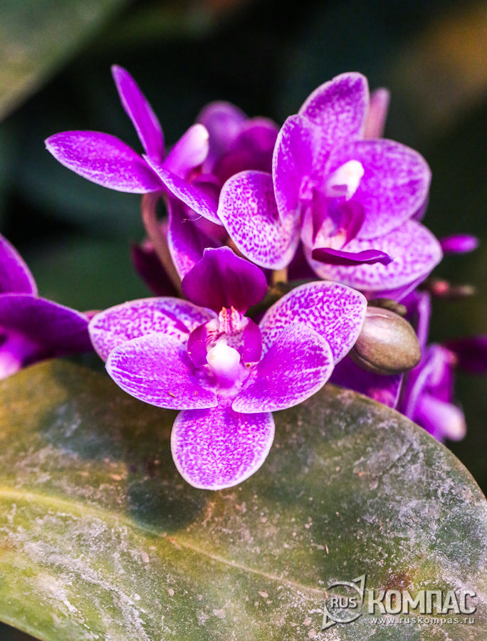 ������� ����������