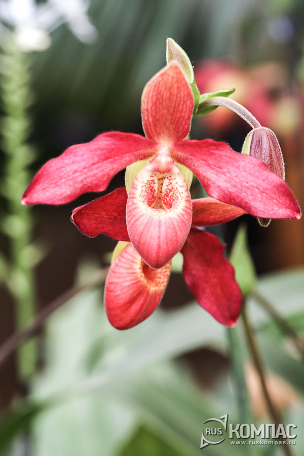 Paphiopedilum (������� ��������)