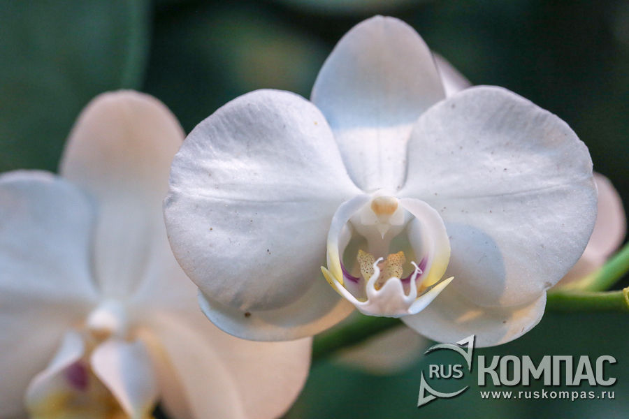 ������� ����������