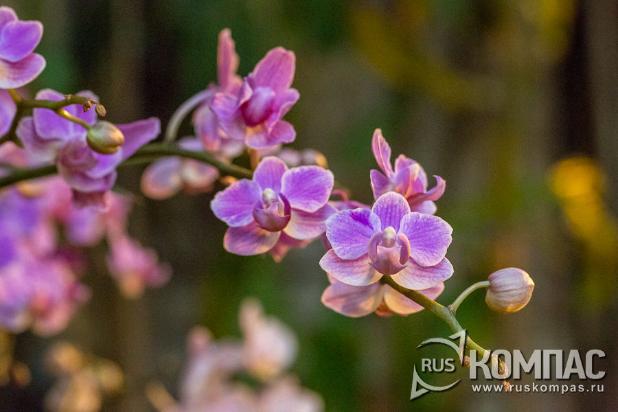 �������� ����������