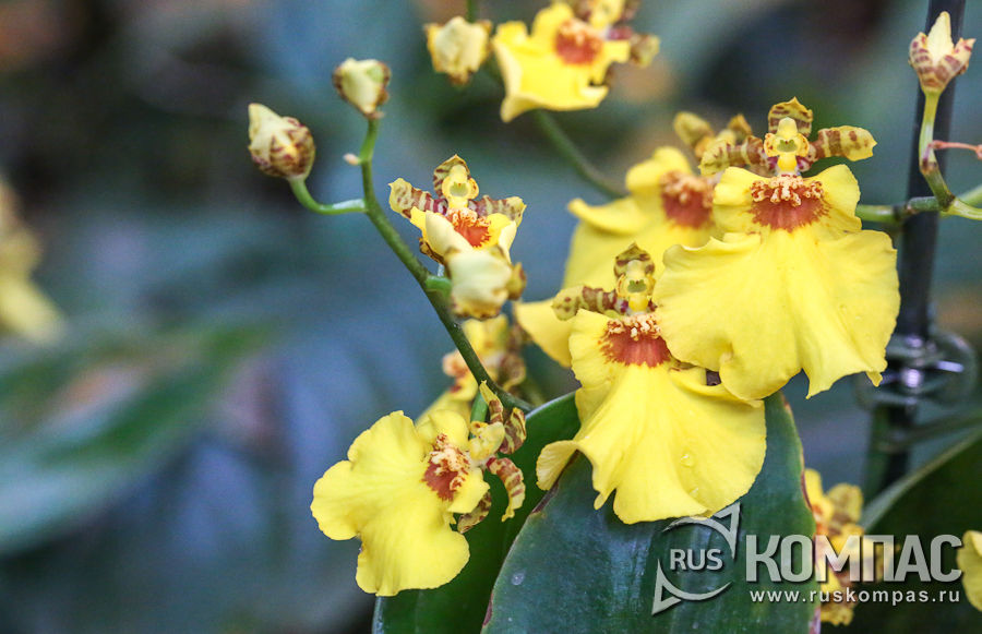 ������� �������� ��������