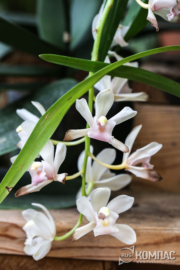 Cymbidium devonianum