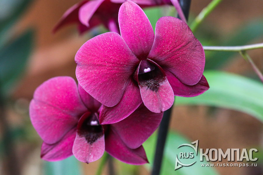 ������� ����������