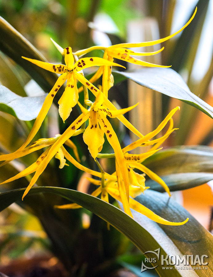 ������� ���� Brassia
