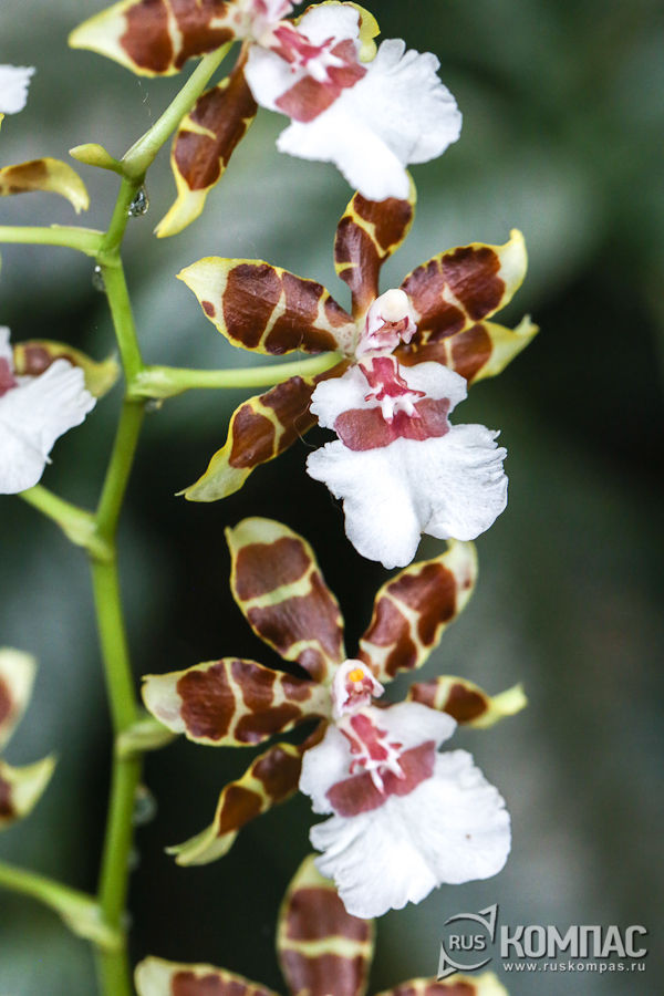 �����������