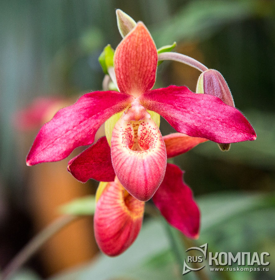 Paphiopedilum (������� ��������)