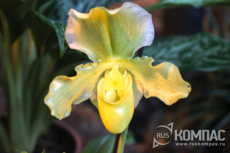 Paphiopedilum (������� ��������)