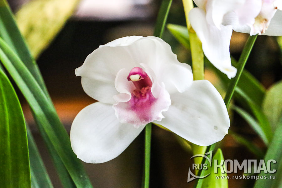 ������� ����������