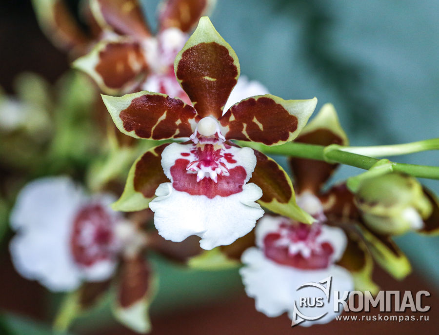 ��������� ������