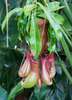  (. Nepenthes) 