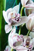 Cymbidium Zsip