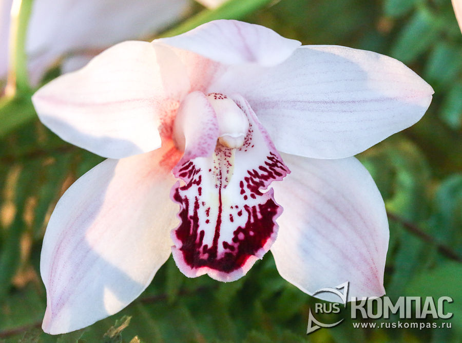 ������ ����������