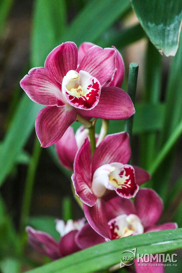 ������� ���������