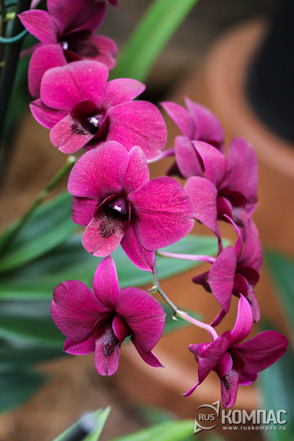 ������� ����������