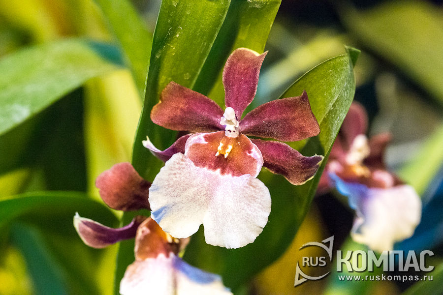 ����������