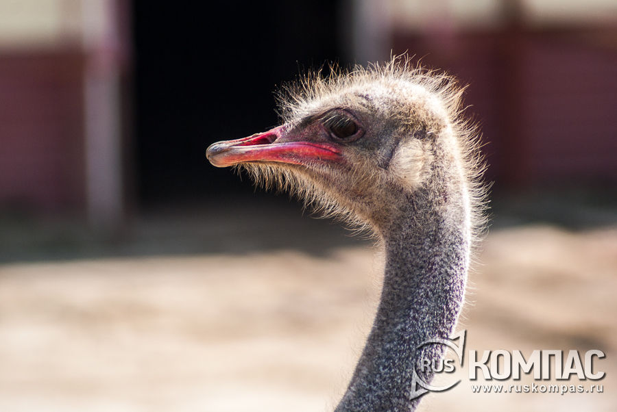 ������ ����� ������� ������������ �������