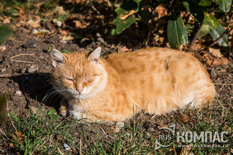 ����������� ���