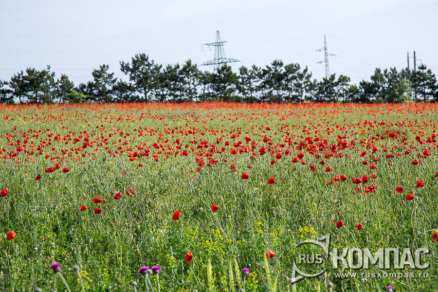 �������� ���� �� ������ ���������� - ����������