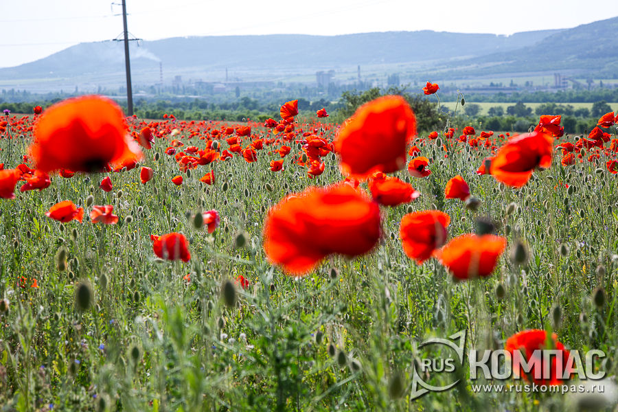 �������� ����