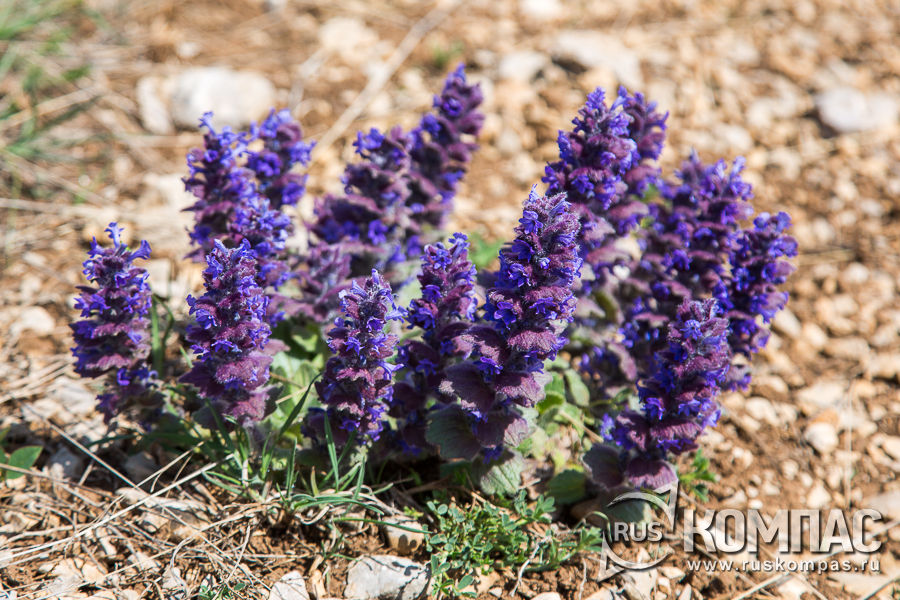 ����� �� ��-�����