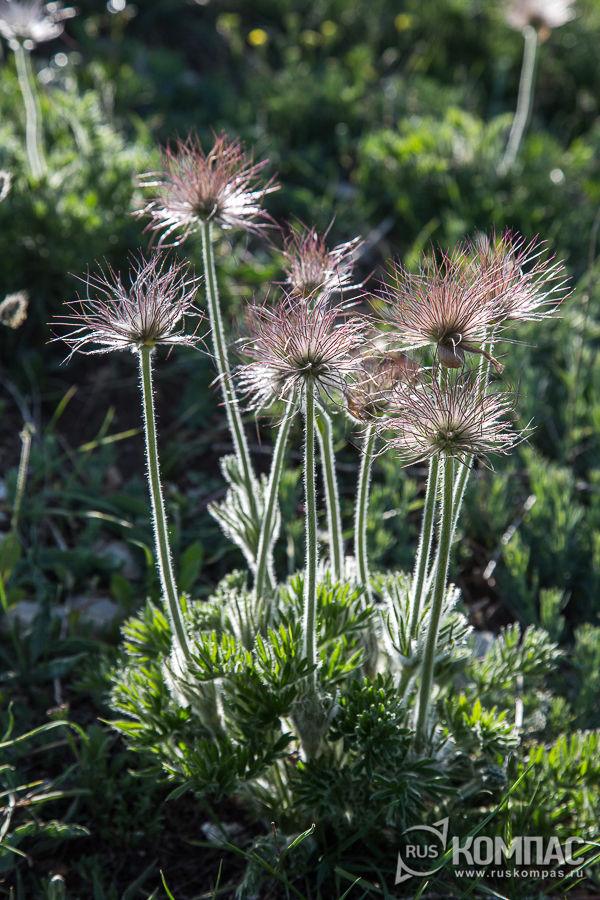 ���-����� (�������� ��������)